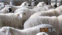 淘汰种羊咋育肥，种羊淘汰后应该怎样育肥？