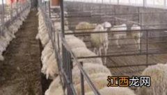 冬天养羊合适吗 冬季养羊要注意哪些问题？