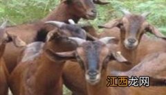 山羊优良品种—亚洲黄羊和安哥拉山羊简介