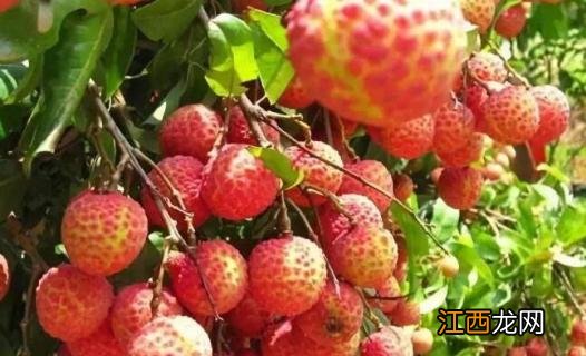 挂绿荔枝与普通荔枝的区别 挂绿荔枝有什么不同