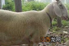 小尾寒羊的发情征兆、发情周期与繁殖技术要点