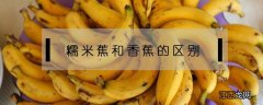糯米蕉和香蕉的区别 糯米香蕉和香蕉有什么区别