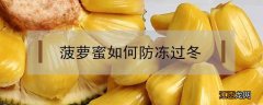 冬天怎么让菠萝蜜熟 菠萝蜜如何防冻过冬