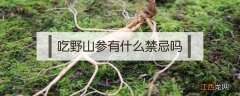 什么情况下不能吃野山参 吃野山参有什么禁忌吗