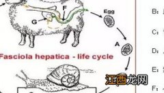 羊肝片吸虫病的症状及其防治方法有哪些 羊肝片吸虫病的症状及其防治方法