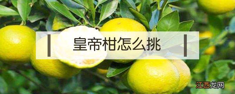 皇帝柑怎么挑