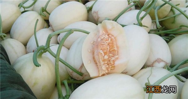 哈密瓜有多少个品种图片及名称 哈密瓜有几种品种图片