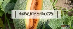 伽师哈密瓜和哈密瓜的区别 伽师瓜和哈密瓜的区别