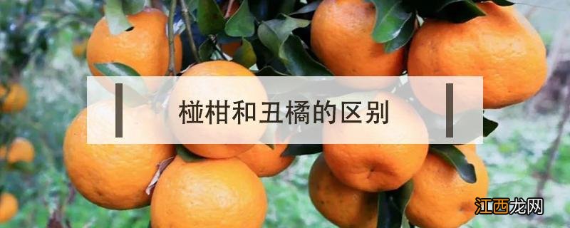 丑柑是柑还是橘 椪柑和丑橘的区别