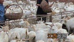 如何提高舍饲肉羊养殖效益 肉羊养殖羊舍建设