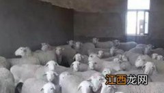 种用母羊的饲养管理技术要点 种公羊的饲养管理技术要点