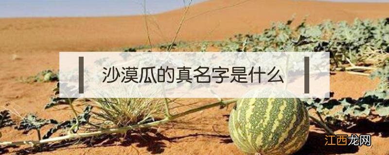 沙漠瓜为什么叫沙漠瓜 沙漠瓜的真名字是什么