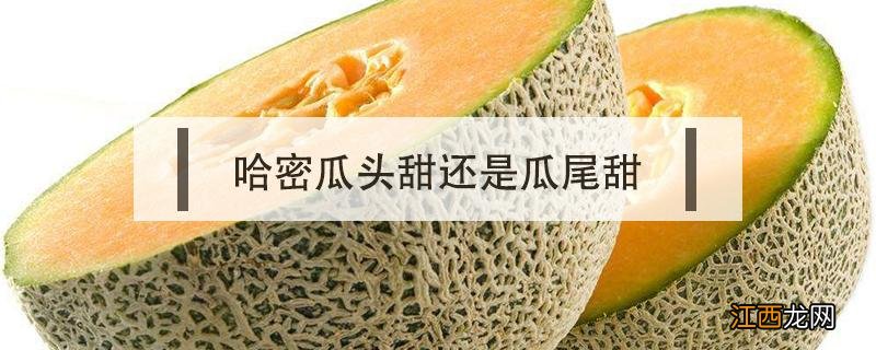 哈密瓜头甜还是瓜尾甜 哈密瓜是瓜头甜还是瓜尾甜