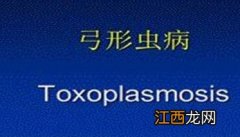 羊弓形虫病的症状表现、治疗方法与防治措施