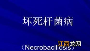 羊坏死杆菌病用什么药 羊坏死杆菌病的防治方法