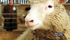 羊烂肺病是什么症状 羊烂肺病是什么症状引起的