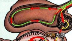 羊的消化系统和消化特点 羊的消化生理特点