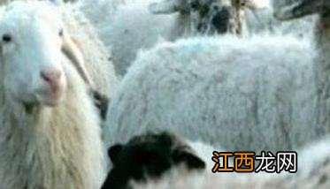 羊布氏杆菌病的防治措施 怎样防治羊的布氏杆菌病