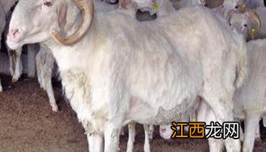 羊布氏杆菌病的防治措施 怎样防治羊的布氏杆菌病