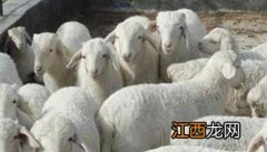 羊布氏杆菌病的防治措施 怎样防治羊的布氏杆菌病