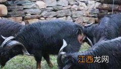 黑山羊种公羊如何饲喂和管理 黑山羊的饲养管理技术