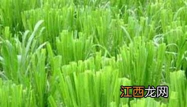 小尾寒羊养殖技术 小尾寒羊牧草种植技术