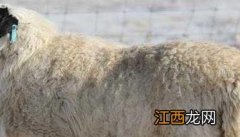 羊的消化特点及其饲料添加剂的应用 羊的消化方式