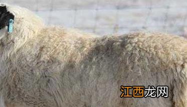 羊的消化特点及其饲料添加剂的应用 羊的消化方式