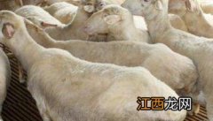 冬天母羊产后注意哪些 冬季怀孕母羊的饲养管理技术要点