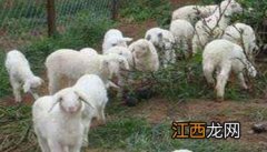 山羊的饲养管理 山羊冬季如何饲养管理