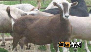 山羊的饲养需要注意的问题 山羊养殖注意以及预防