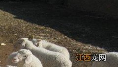 羊引种的基本原则有哪些，羊引种的注意事项