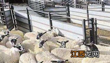 羊的引种时间的选择，羊引种什么时候较为合适