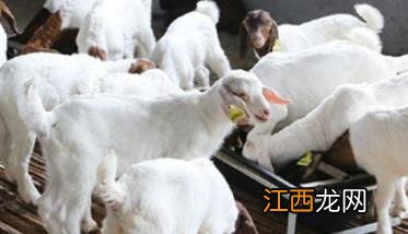 羊羔饲养方法：羊羔饲养管理应注意什么?