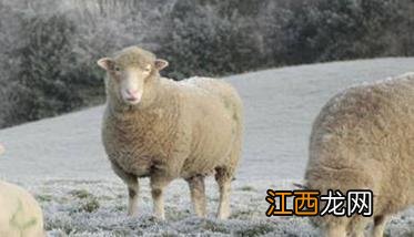 冬季养羊需要注意什么问题？ 冬季养羊要注意哪些问题