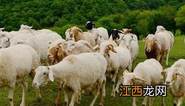 夏季放牧羊需要注意什么,六个放牧羊群注意事项