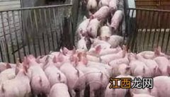 外购仔猪购进仔猪后的饲养管理和疾病防治要求