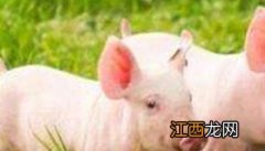 仔猪的生长发育及生理特点 简述出生仔猪的生理特点