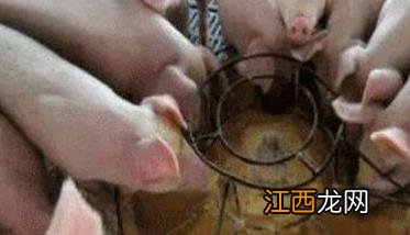 仔猪人工乳的配制方法与饲喂方法 仔猪人工乳的配制方法与饲喂方法图片