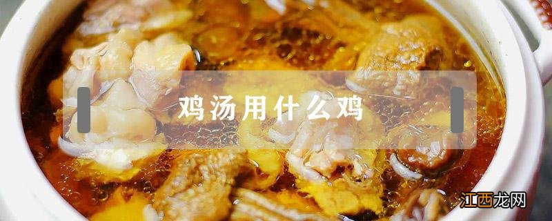 鸡汤用什么鸡 鸡汤用什么鸡好