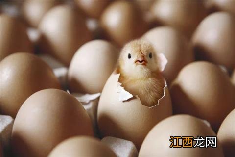 没有受过精的鸡蛋怎样孵小鸡 没受精鸡蛋怎么孵小鸡