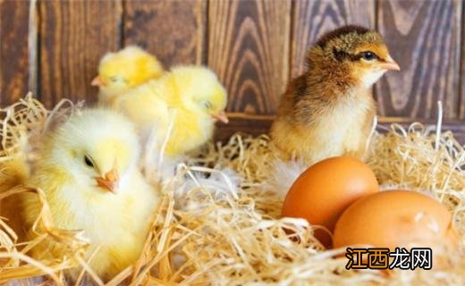 没有受过精的鸡蛋怎样孵小鸡 没受精鸡蛋怎么孵小鸡