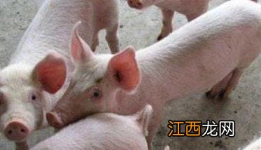 为什么新生仔猪要及时补铁,怎样给小猪补铁?