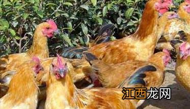 养鸡场影响饲料利用率的因素有哪些 养鸡场影响饲料利用率的因素有哪些方面