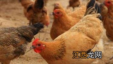 怎样防治蛋鸡产蛋下降综合征，其病因是什么？