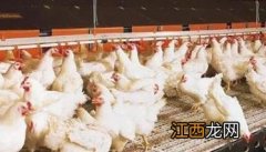 怎样提高肉鸡生产均匀度的方法视频 怎样提高肉鸡生产均匀度的方法