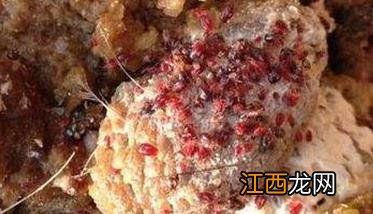 鸡虱子病怎么治 鸡虱子用什么药效果好