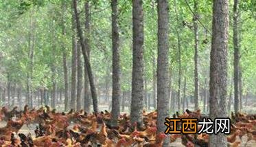 鸡有病怎么办 如何做到鸡有病后早知道?