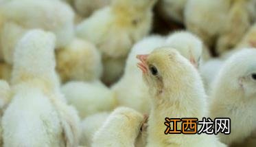 雏鸡疾病与治疗大全 雏鸡疾病防治与预防方法