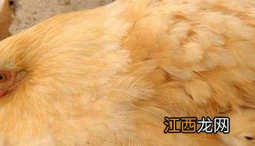 母鸡抱窝怎么办 没有公鸡母鸡抱窝怎么办